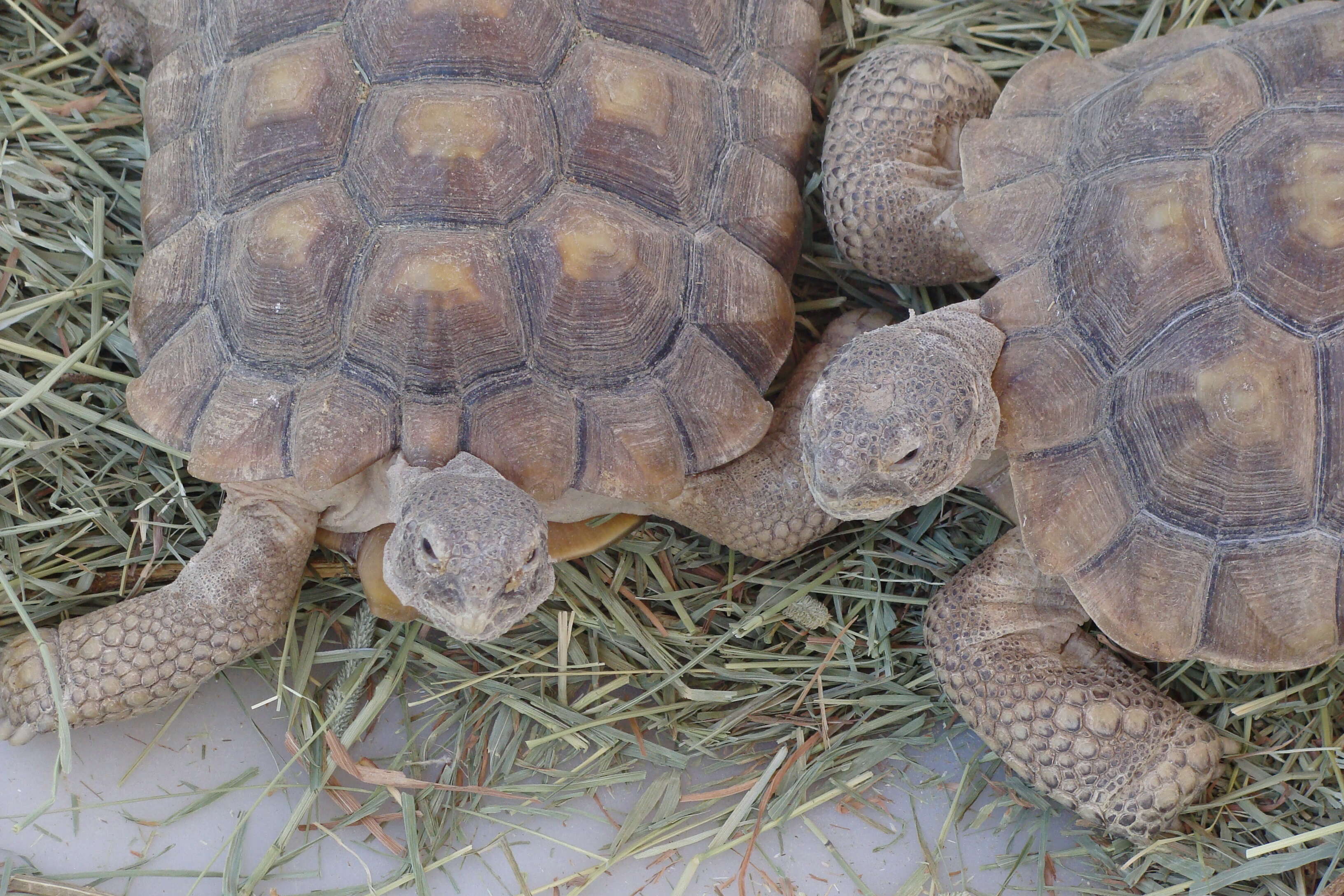 Image of desert tortoise