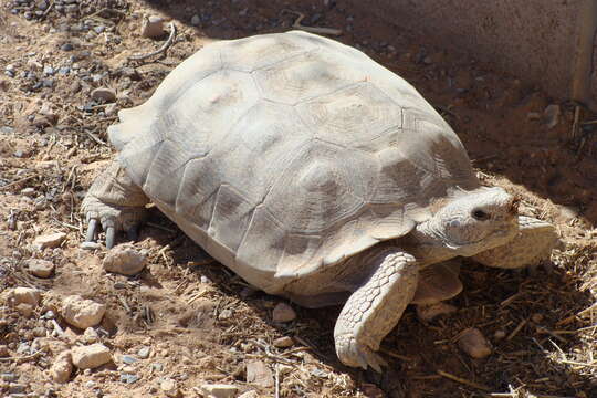 Image of desert tortoise