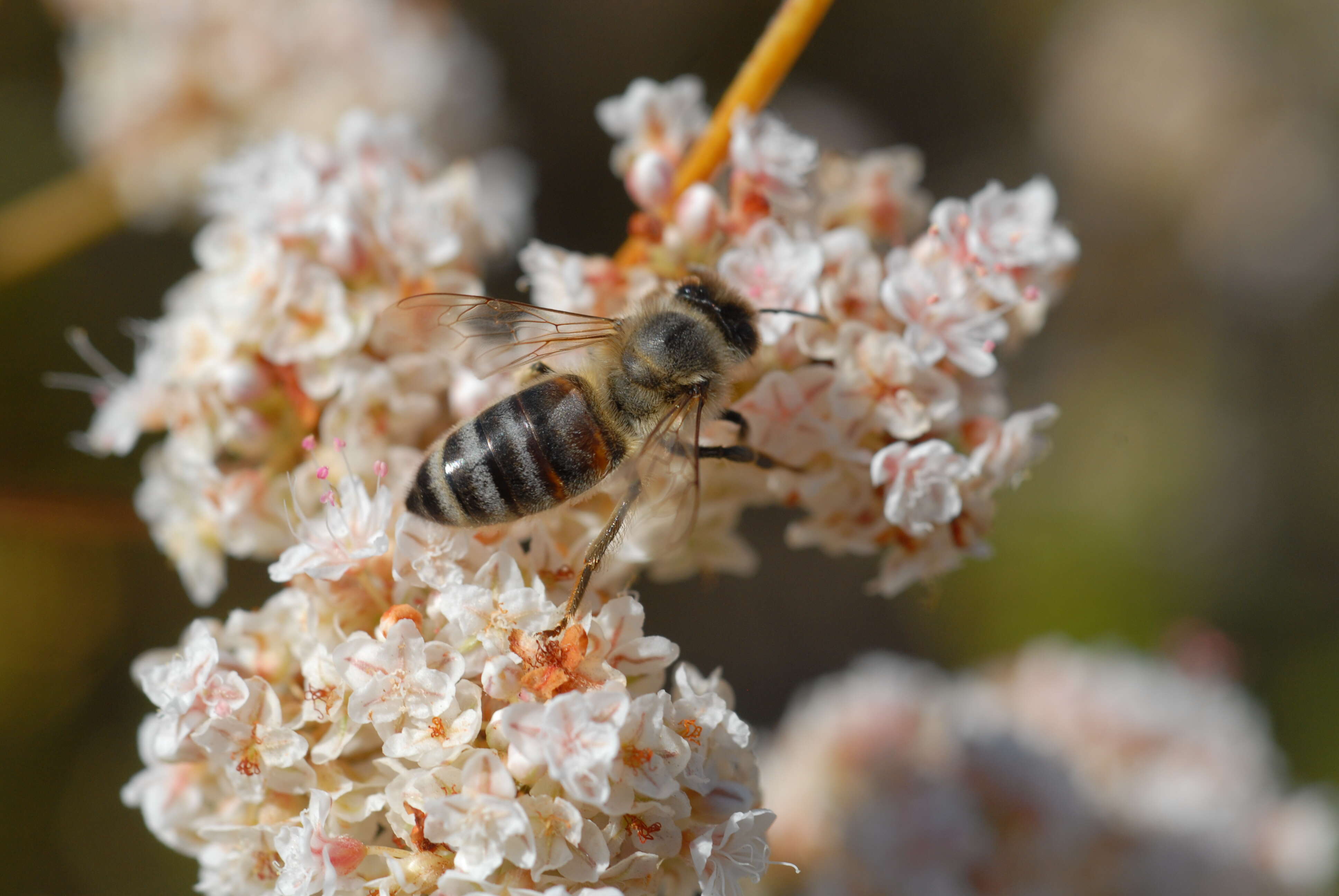 Imagem de Eriogonum fasciculatum Benth.