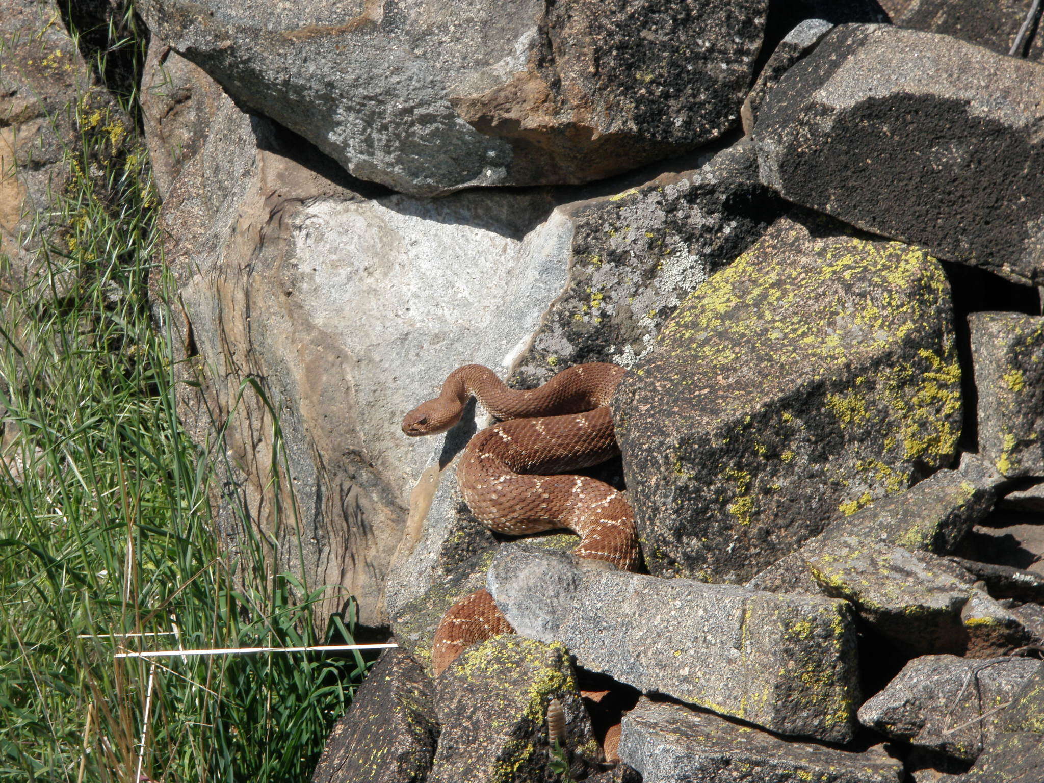 Image of Red Diamond Rattlesnake