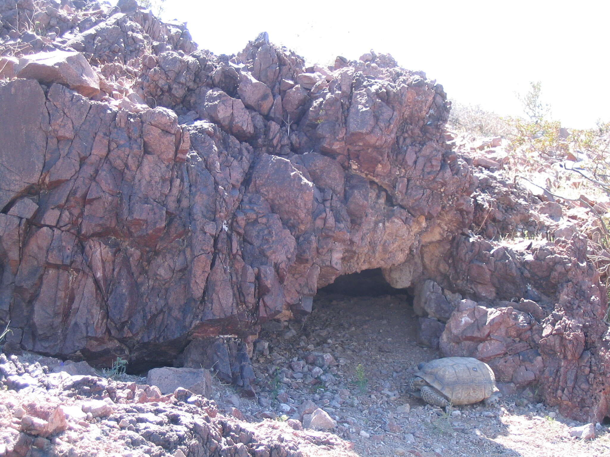 Image of desert tortoise