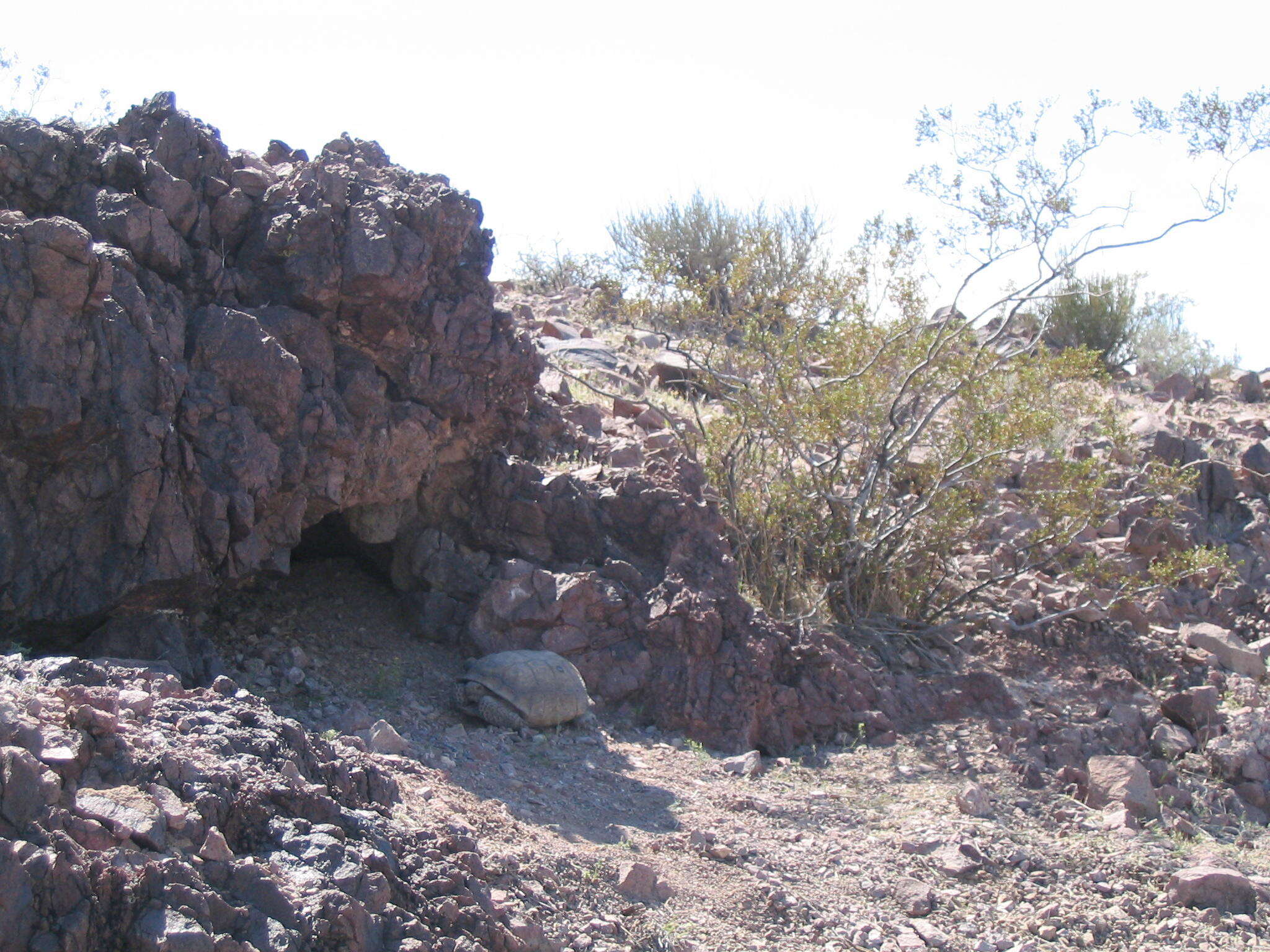 Image of desert tortoise