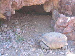 Image of desert tortoise