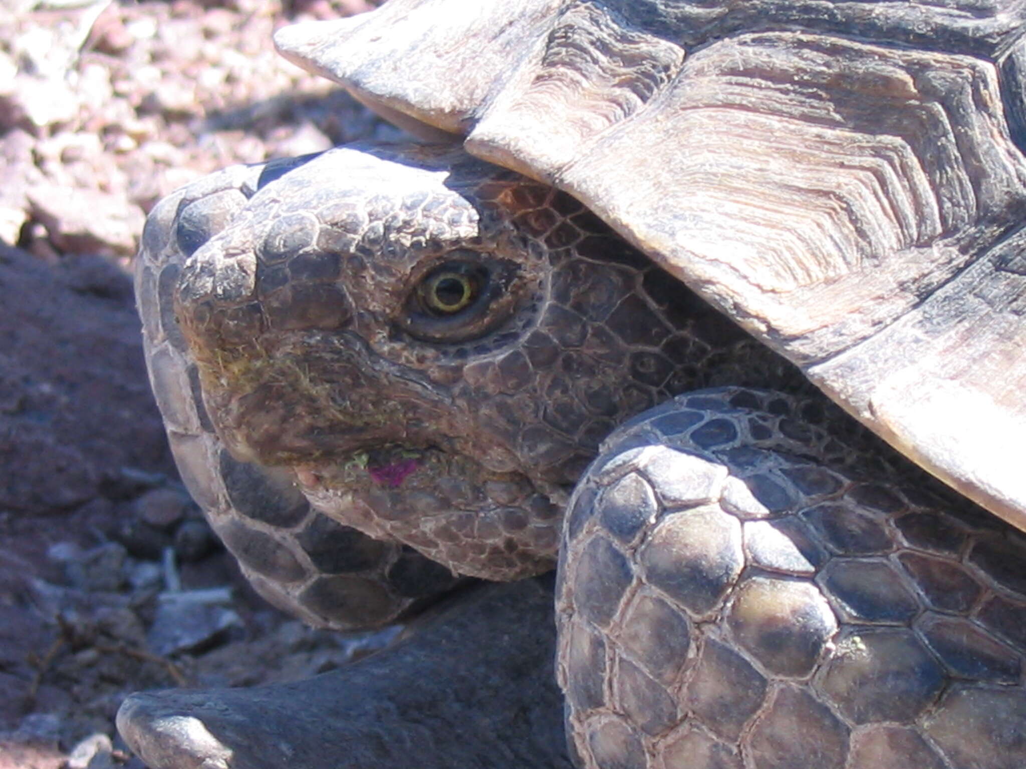 Image of desert tortoise