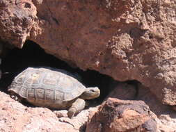 Image of desert tortoise