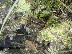 Image of Northern Leopard Frog