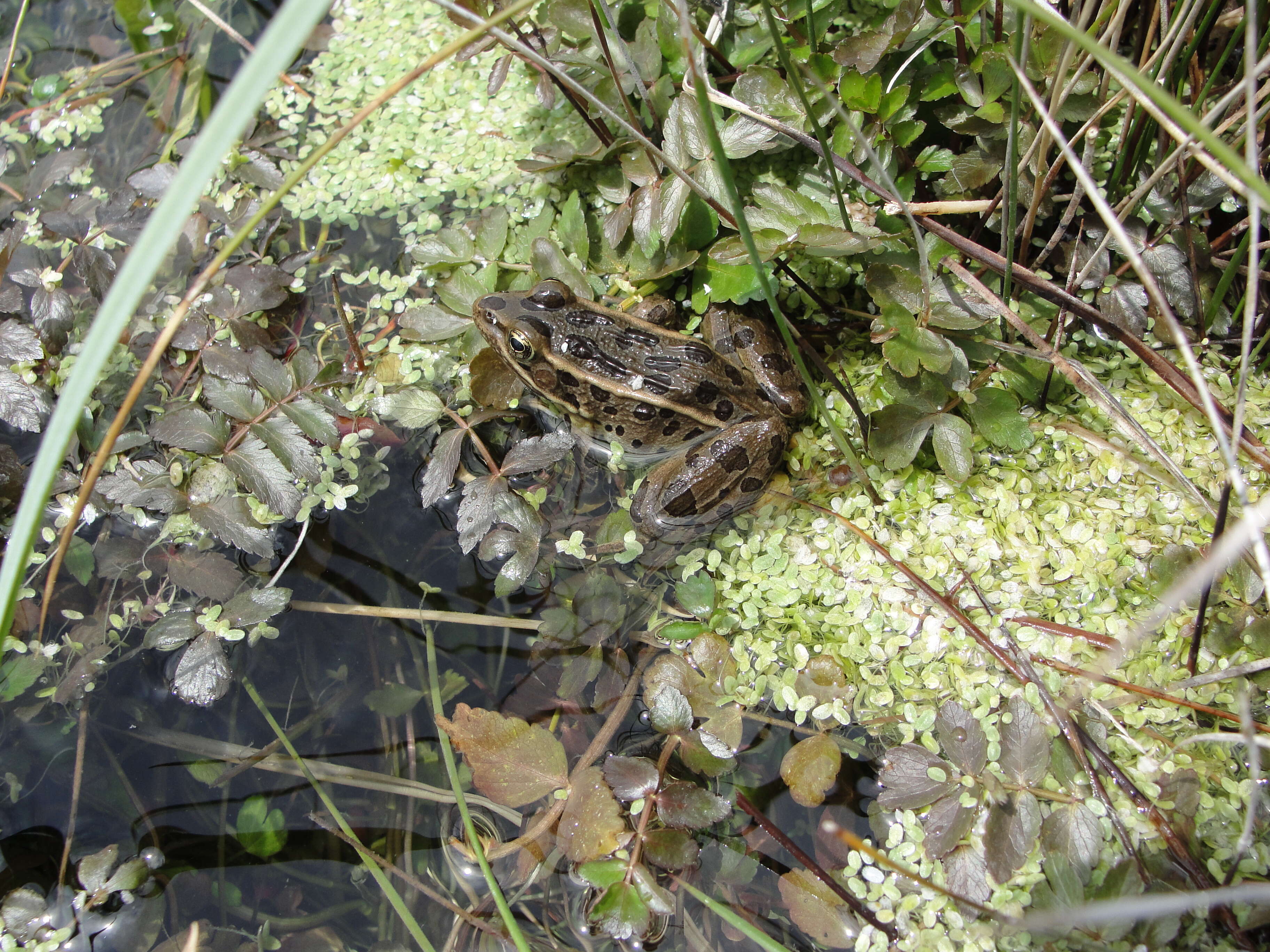 Image of Northern Leopard Frog