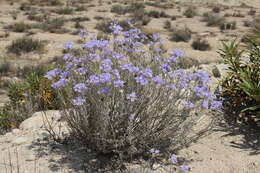 Image of giant woollystar