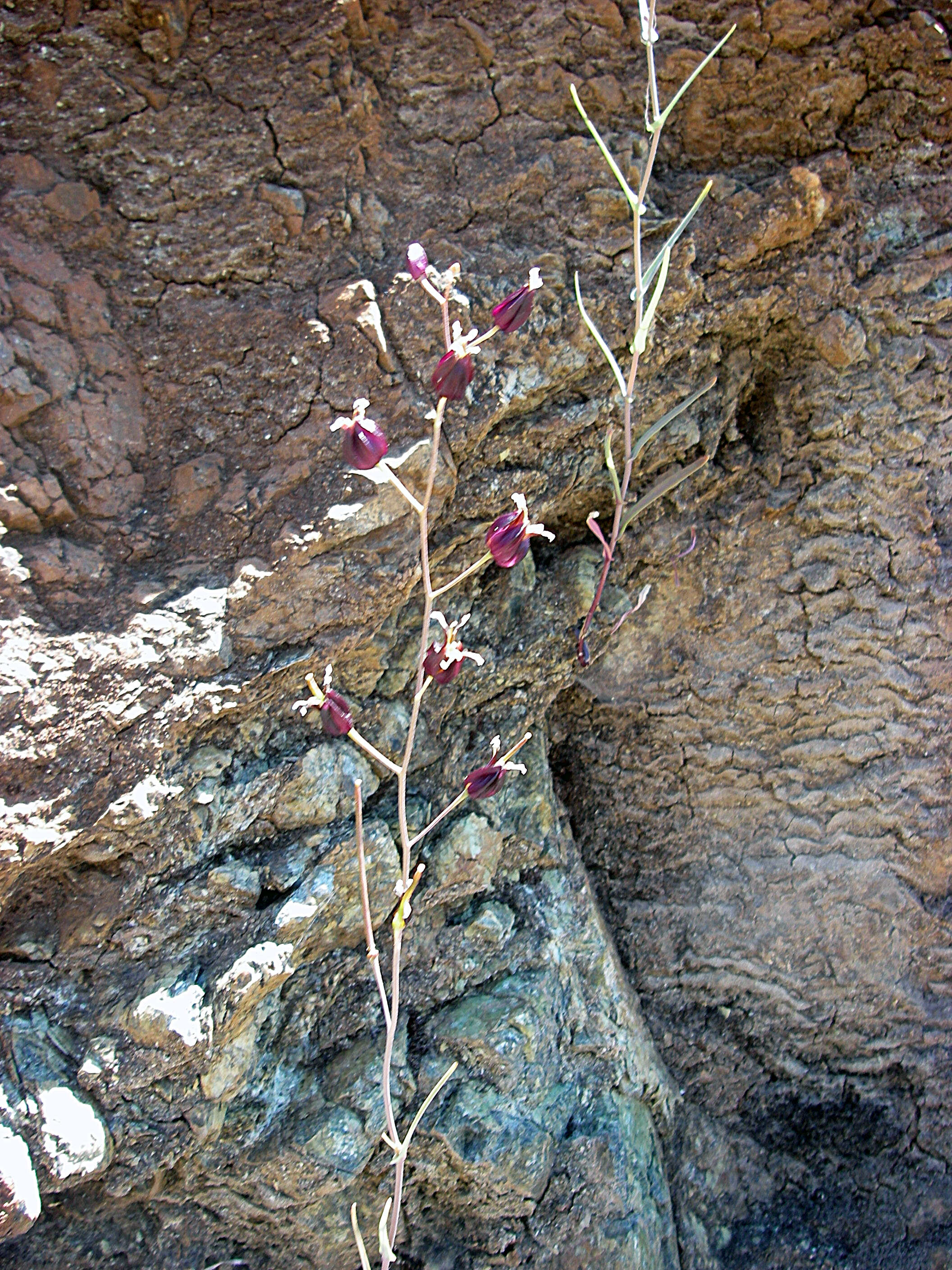 Слика од Streptanthus glandulosus subsp. niger (Greene) Al-Shehbaz, M. Mayer & D. W. Taylor