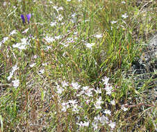 Image of Marin dwarf-flax