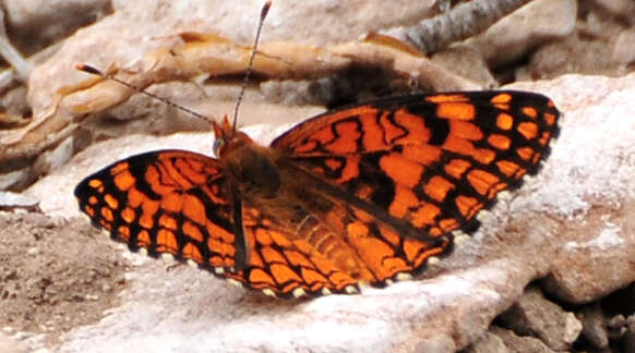 Image of Sagebrush Checkerspot