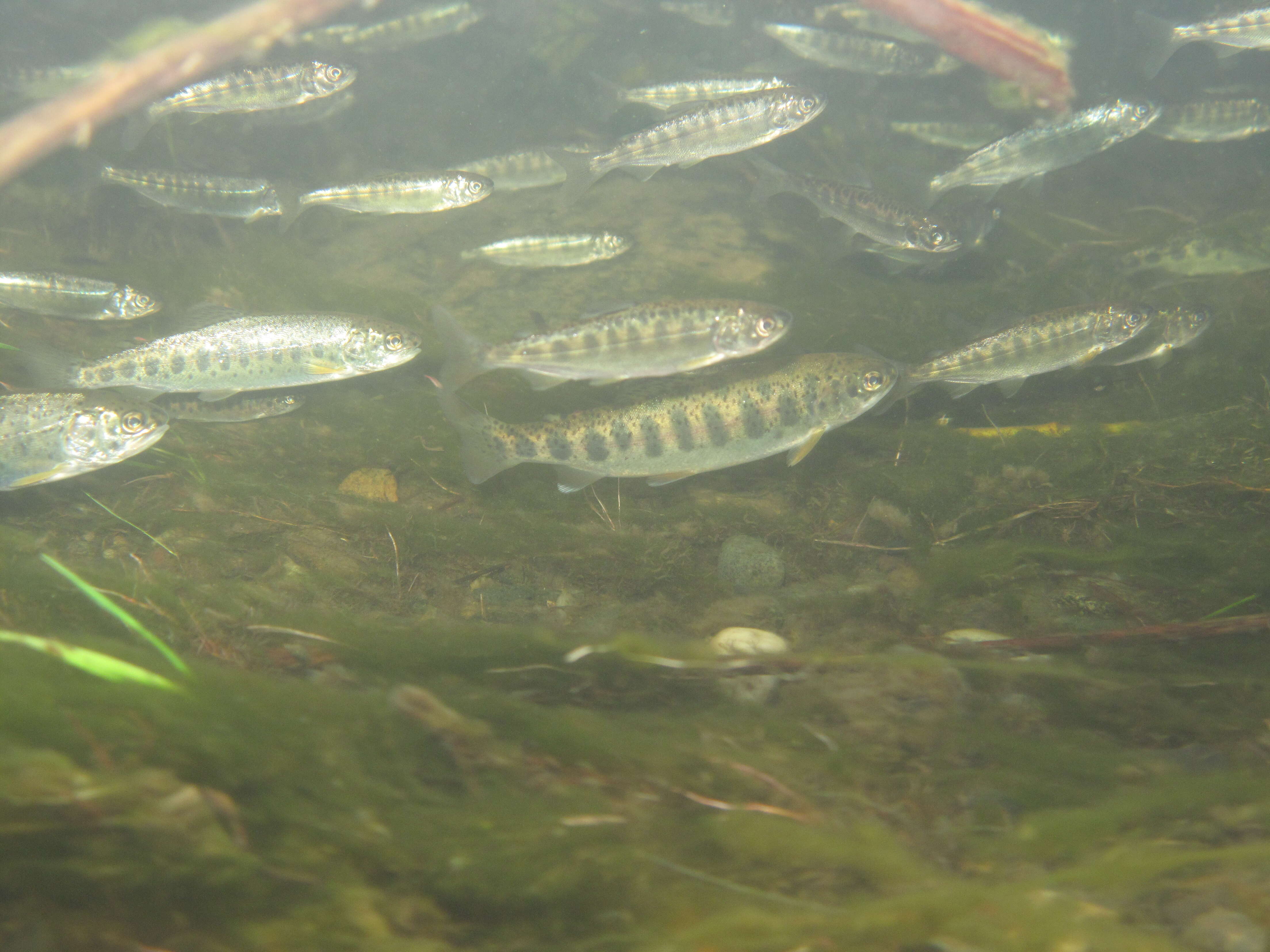 Image of Chinook Salmon