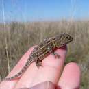 Image of Grassland Earless Dragon