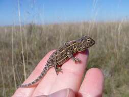 Image of Grassland Earless Dragon