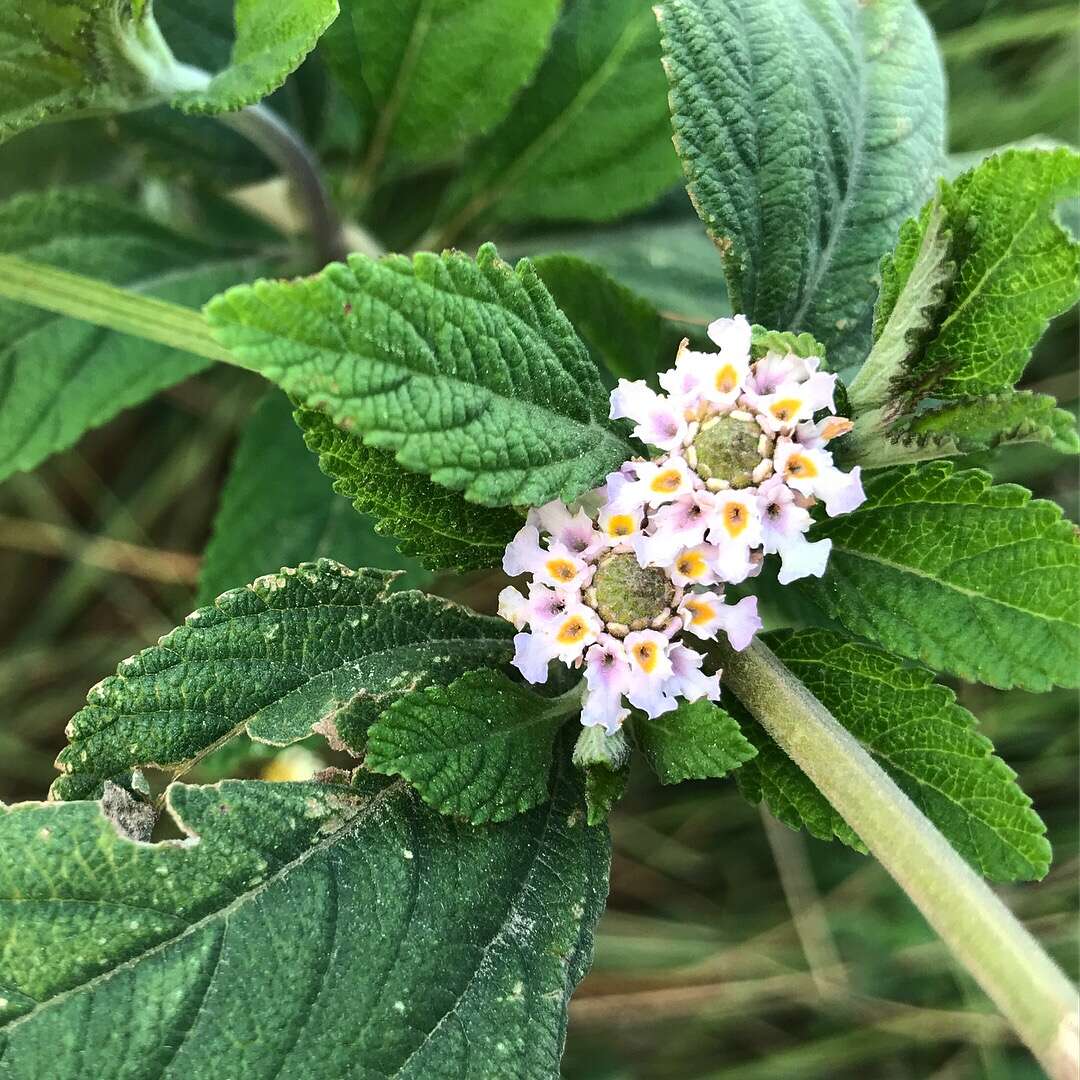 Image of lippia