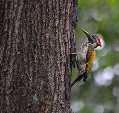 Image of Black-rumped Flameback