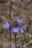 Image of Kath's sun orchid