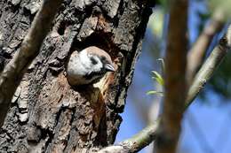 Image of Eurasian Tree Sparrow