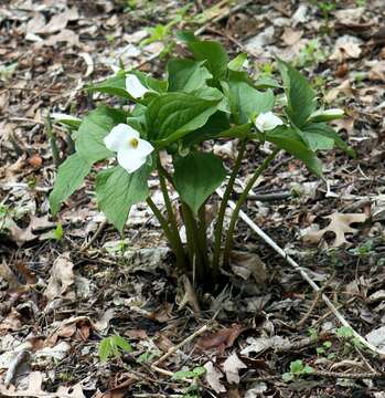 Image of White trillium