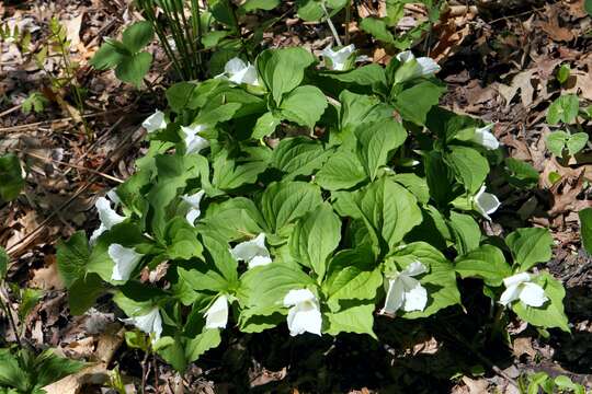 Image of White trillium