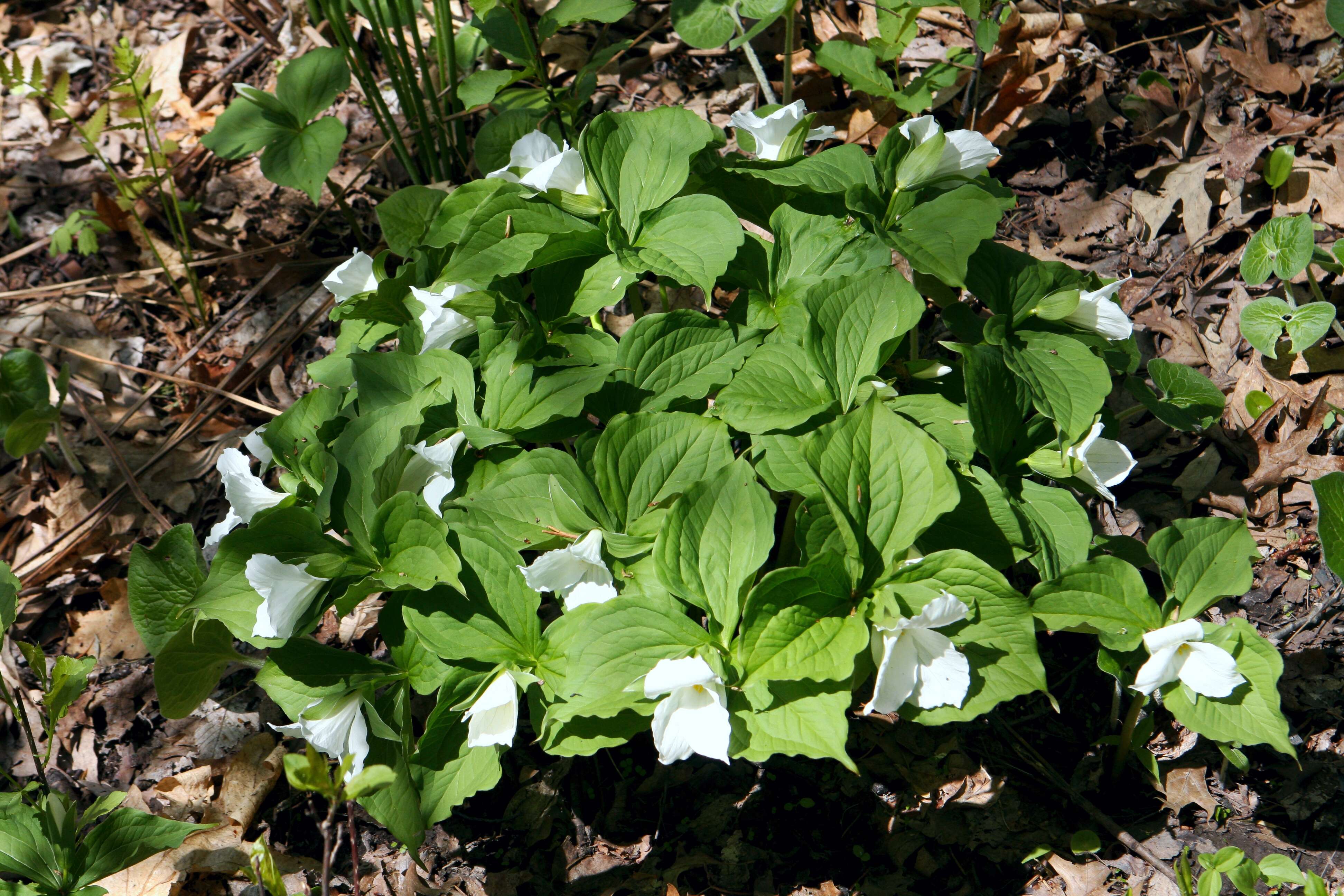 Image of White trillium