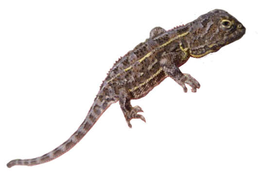 Image of Grassland Earless Dragon