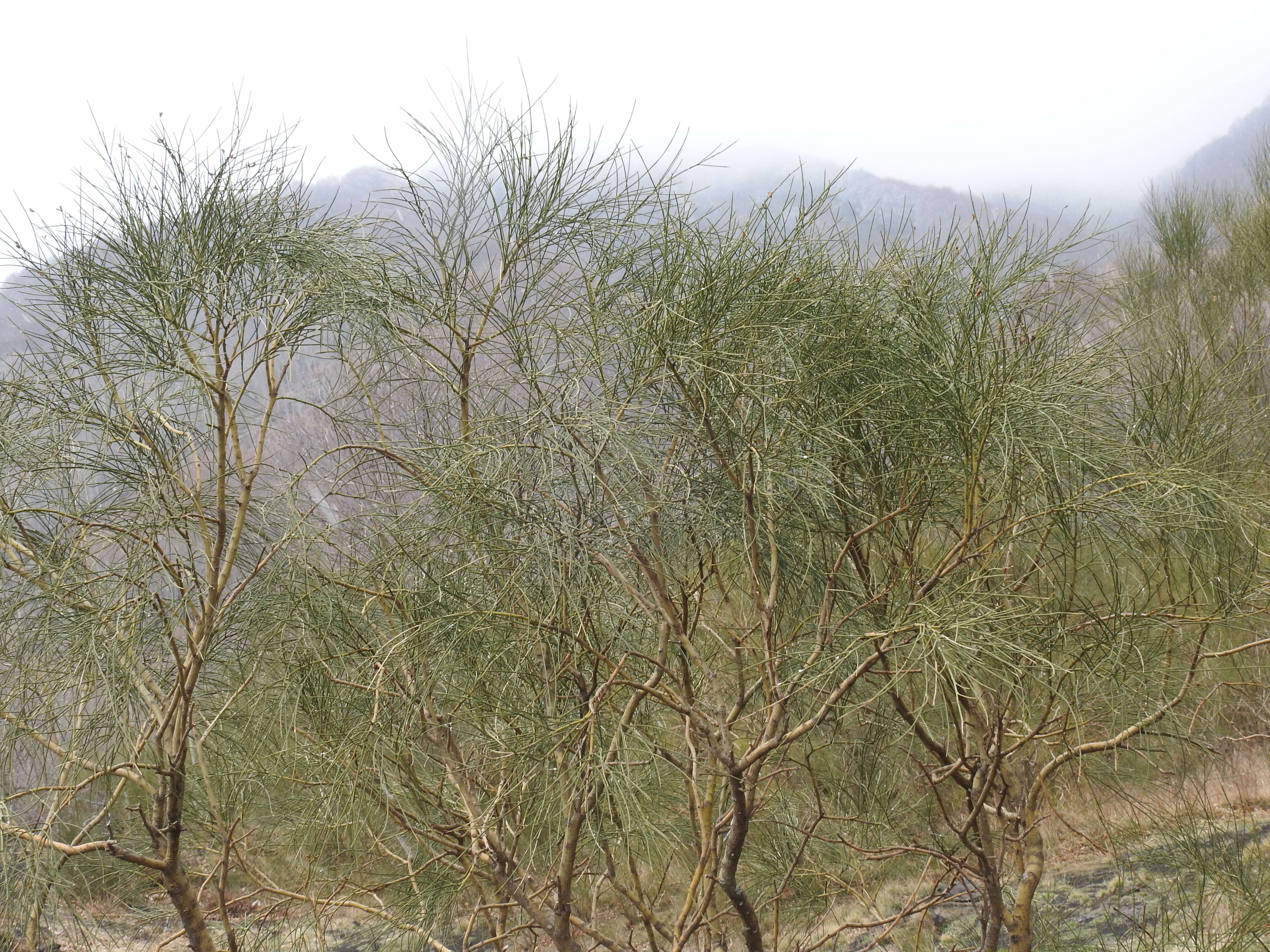 Image of Mt. Etna broom