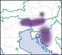 Imagem de Orcula Held 1838