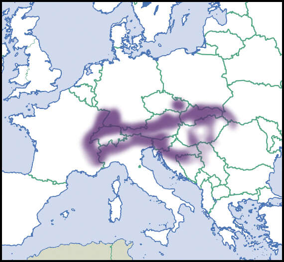 Imagem de Orcula Held 1838