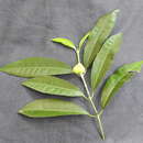 Image of Excoecaria oppositifolia Griff.