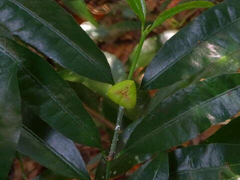 Imagem de Excoecaria oppositifolia Griff.