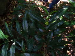 Image of Excoecaria oppositifolia Griff.