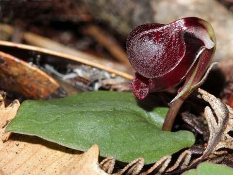 Image de Corybas unguiculatus (R. Br.) Rchb. fil.