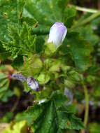 Image of common mallow