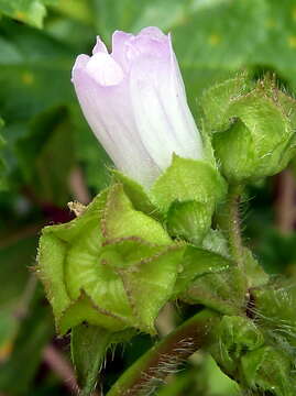 Image of common mallow