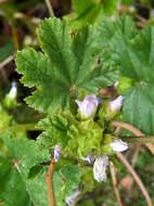 Image of common mallow