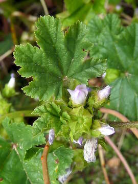 Image of common mallow