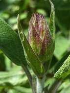 Imagem de Salvia officinalis L.