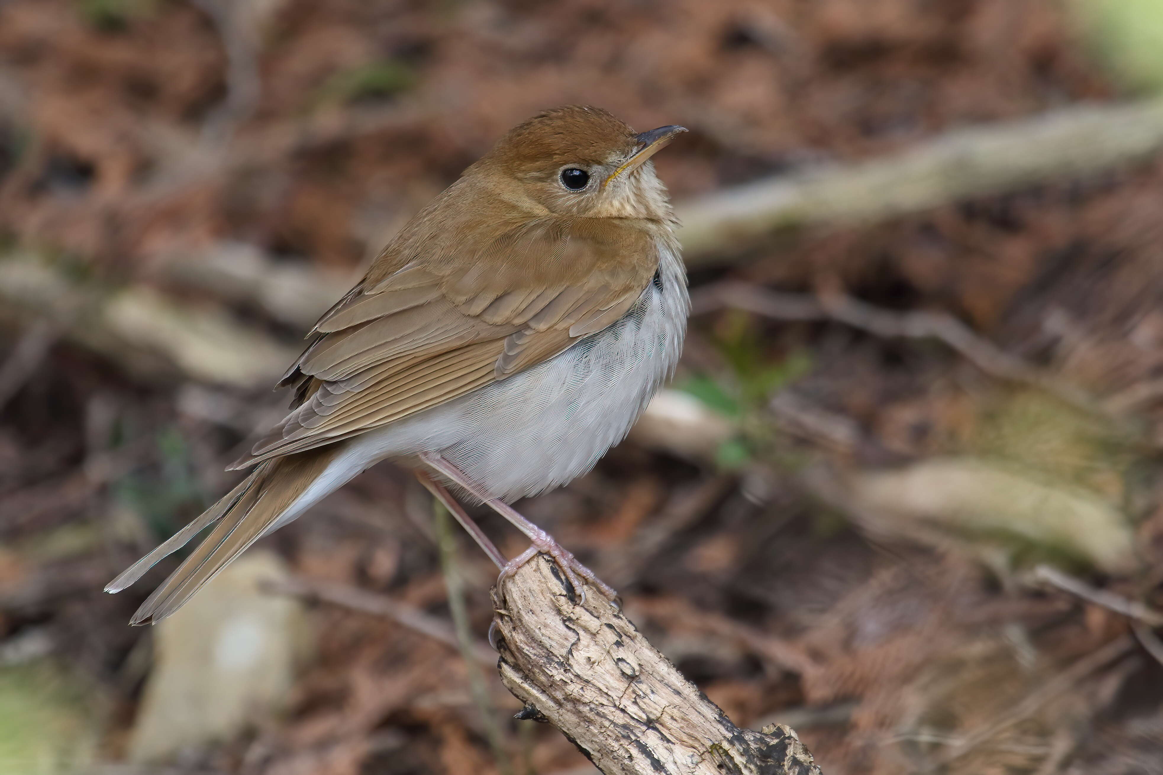 Image of Veery