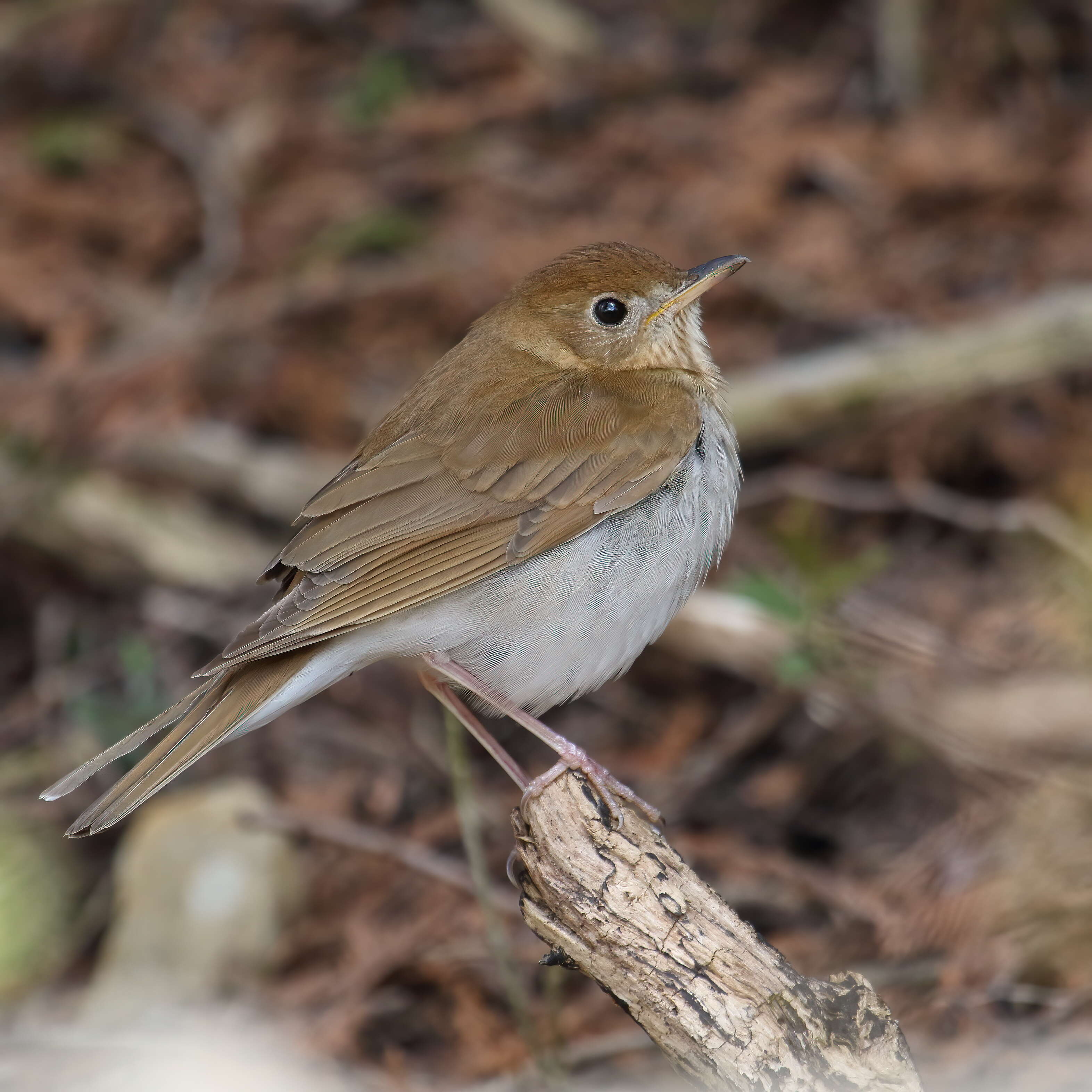 Image of Veery