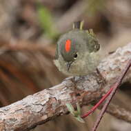 Image of goldcrests and kinglets