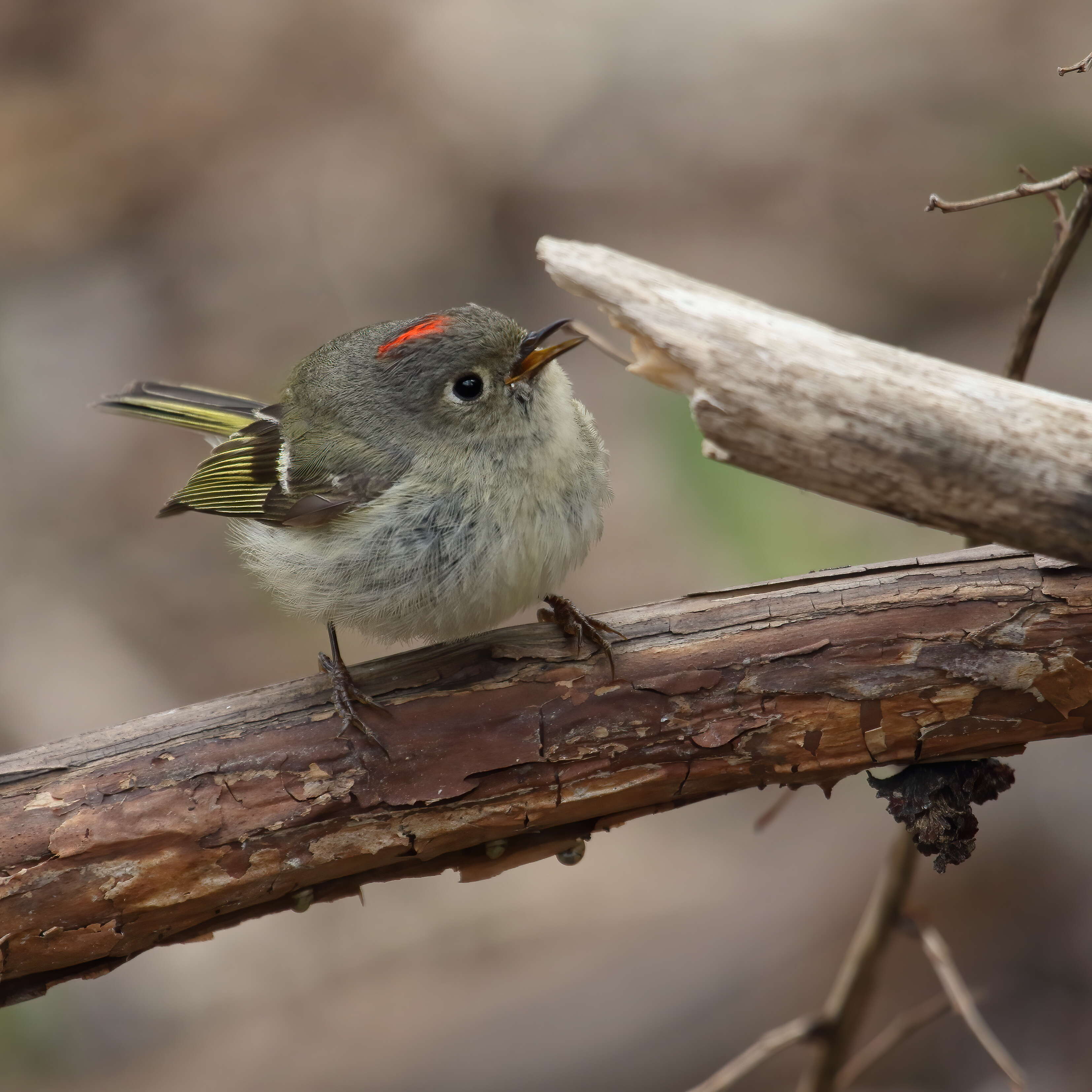 Image of goldcrests and kinglets