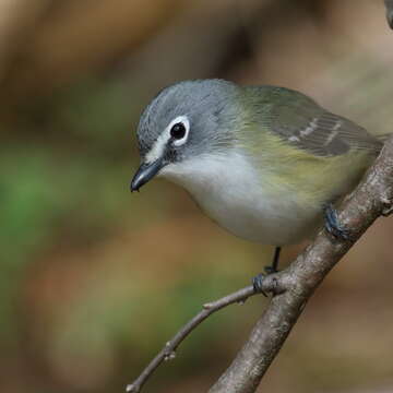 Image of Blue-headed Vireo