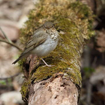 Image of Swainson's Thrush