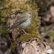 Image of Swainson's Thrush