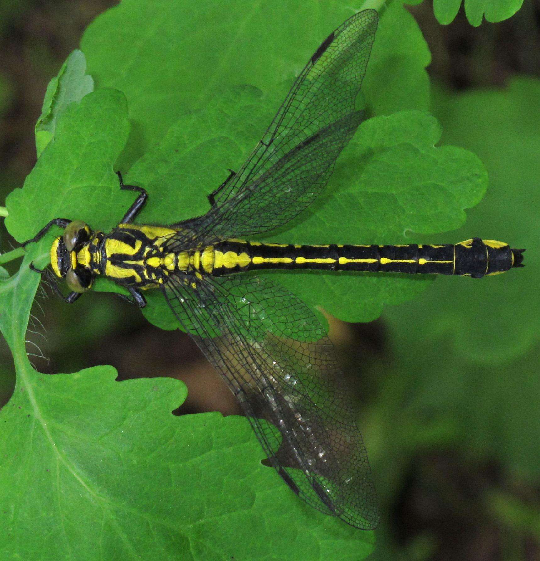 Image of Club-tailed Dragonfly