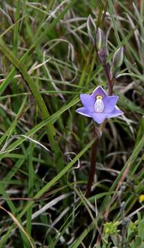 Image of Clumping sun orchid