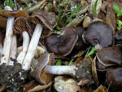 Sivun Cortinarius ohlone Bojantchev 2013 kuva