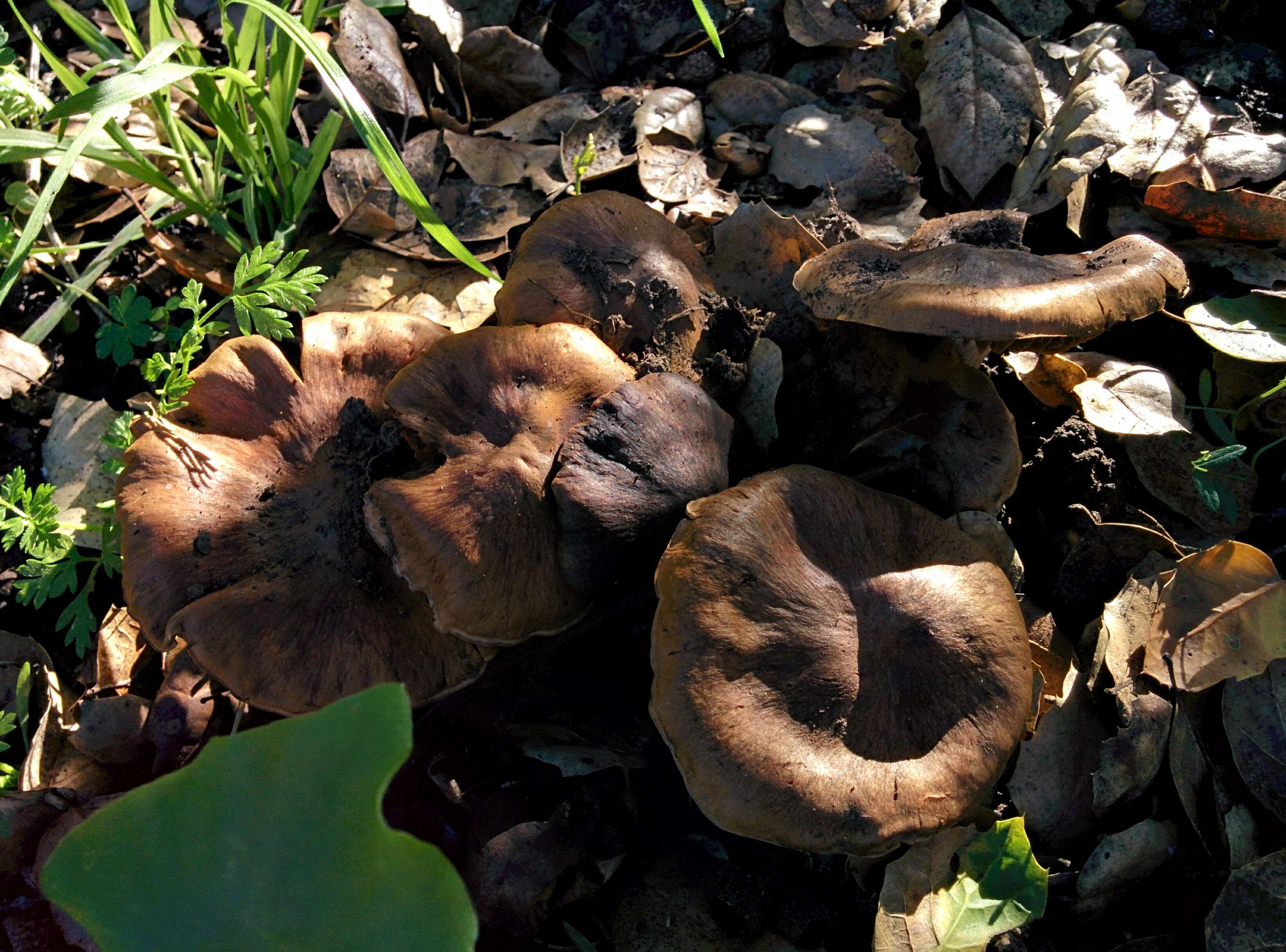 Sivun Cortinarius ohlone Bojantchev 2013 kuva