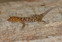 Image of Mysore Day Gecko